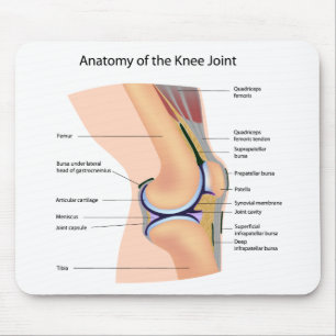 Anatomie van mousepad van het menselijke kniegewri muismat