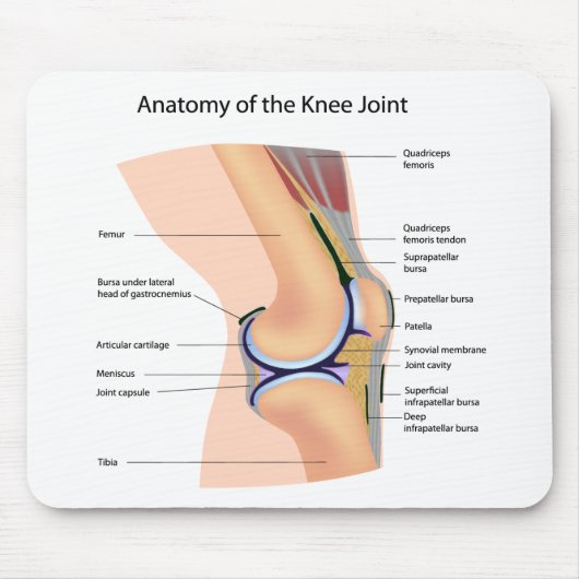 Anatomie van mousepad van het menselijke kniegewri muismat (Voorkant)