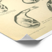  anatomie van paarden Afdrukfolie Poster (Hoek)