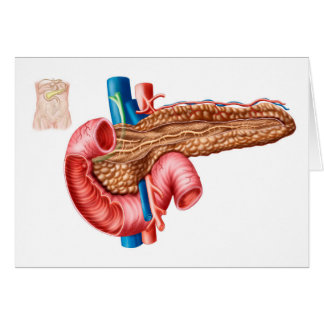 Anatomie van pancreas