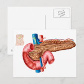 Anatomie van pancreas briefkaart (Voorkant / Achterkant)