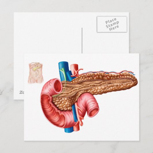 Anatomie van pancreas briefkaart (Voorkant / Achterkant)