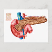 Anatomie van pancreas briefkaart (Voorkant)