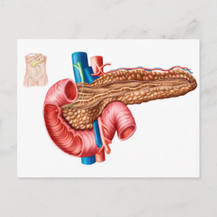 Anatomie van pancreas briefkaart