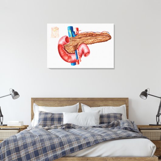 Anatomie van pancreas canvas afdruk (Insitu (Slaapkamer))