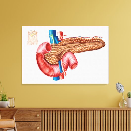 Anatomie van pancreas canvas afdruk (Insitu (Woonkamer))