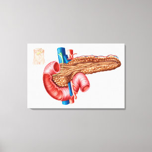 Anatomie van pancreas canvas afdruk