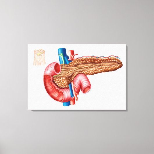 Anatomie van pancreas canvas afdruk (Voorkant)