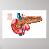 Anatomie van pancreas poster (Voorkant)