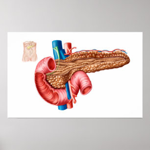Anatomie van pancreas poster