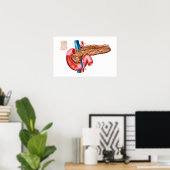 Anatomie van pancreas poster (Thuiskantoor)