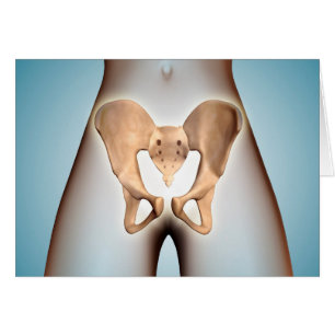 Anatomie van Pelvic Bone op het Vrouw lichaam