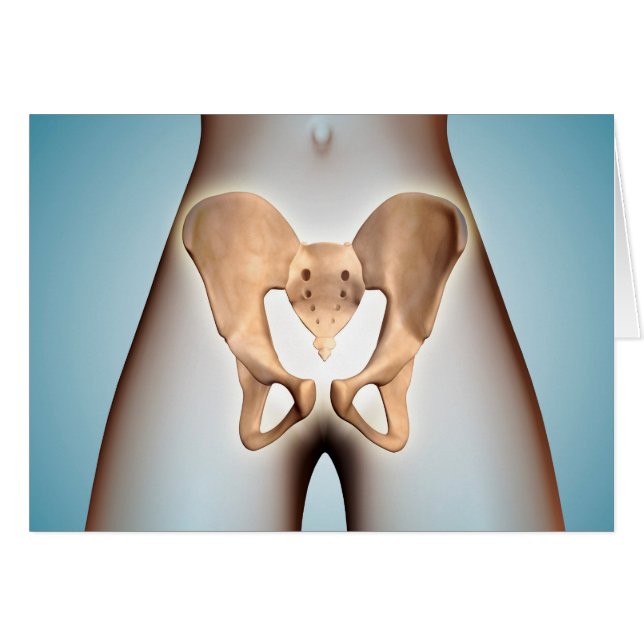 Anatomie van Pelvic Bone op het Vrouw lichaam (Voorkant Horizontaal)