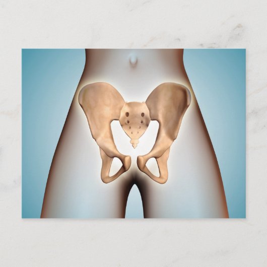 Anatomie van Pelvic Bone op het Vrouw lichaam Briefkaart (Voorkant)