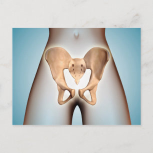 Anatomie van Pelvic Bone op het Vrouw lichaam Briefkaart