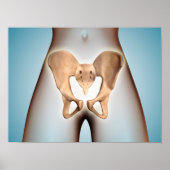 Anatomie van Pelvic Bone op het Vrouw lichaam Poster (Voorkant)