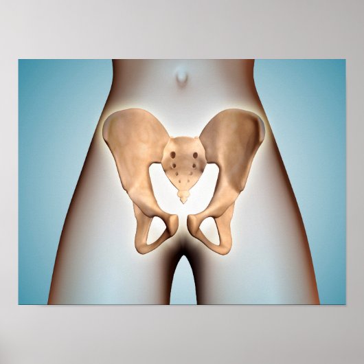 Anatomie van Pelvic Bone op het Vrouw lichaam Poster (Voorkant)