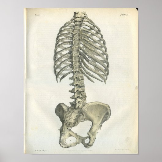 anatomie van posterior-wervelkolom poster (Voorkant)