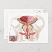 Anatomie van prostaatklier briefkaart (Voorkant / Achterkant)