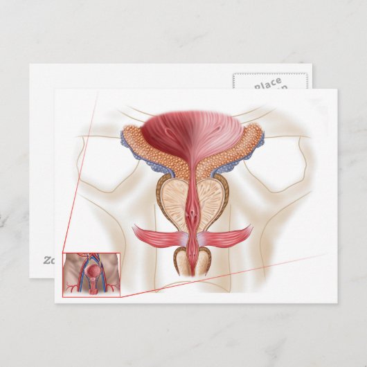 Anatomie van prostaatklier briefkaart (Voorkant / Achterkant)