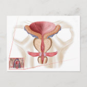 Anatomie van prostaatklier briefkaart (Voorkant)