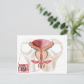 Anatomie van prostaatklier briefkaart (Staand voorkant)