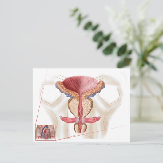 Anatomie van prostaatklier briefkaart (Staand voorkant)