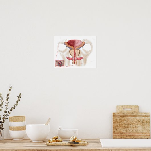 Anatomie van prostaatklier poster (Keuken)