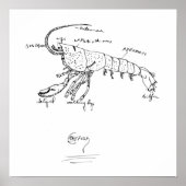 anatomie van rivierkreeften 1925 poster (Voorkant)