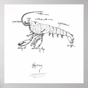 anatomie van rivierkreeften 1925 poster