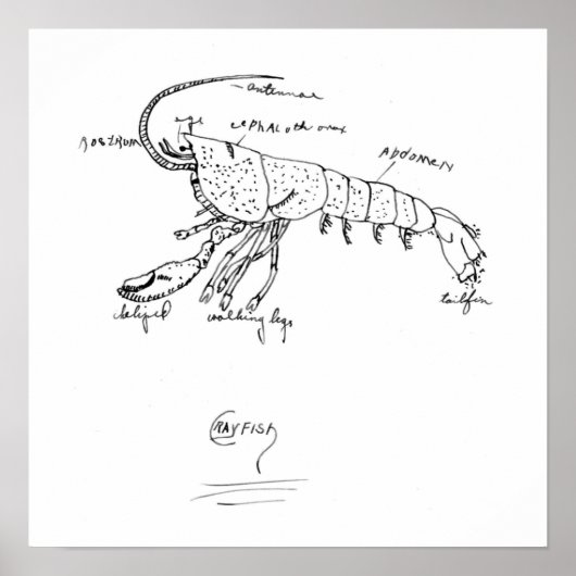 anatomie van rivierkreeften 1925 poster (Voorkant)