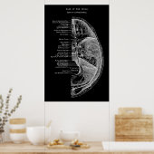 Anatomie van schedelBotten Poster (Keuken)