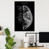 Anatomie van schedelBotten Poster (Thuiskantoor)