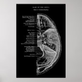 Anatomie van schedelBotten Poster (Voorkant)