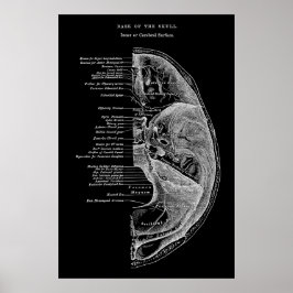 Anatomie van schedelBotten Poster
