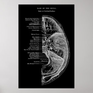 Anatomie van schedelBotten Poster
