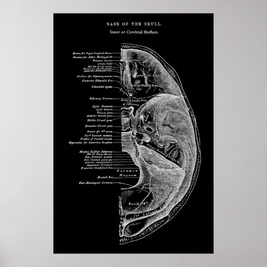 Anatomie van schedelBotten Poster (Voorkant)