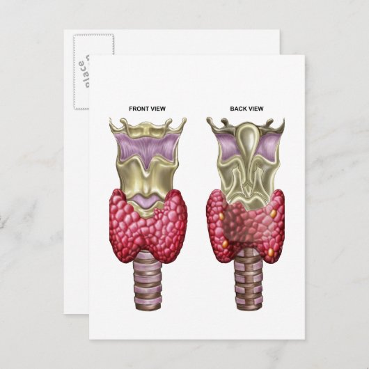 Anatomie van schildklier met Larynx en kraakbeen Briefkaart (Voorkant / Achterkant)