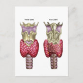 Anatomie van schildklier met Larynx en kraakbeen Briefkaart (Voorkant)