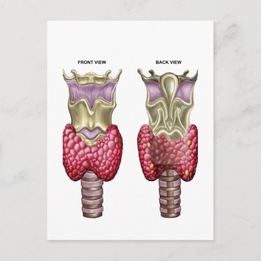 Anatomie van schildklier met Larynx en kraakbeen Briefkaart (Voorkant)