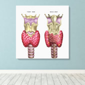 Anatomie van schildklier met Larynx en kraakbeen Canvas Afdruk (Insitu (Houten vloer))