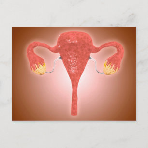 Anatomie van Vrouw baarmoeder met eierstokken Briefkaart
