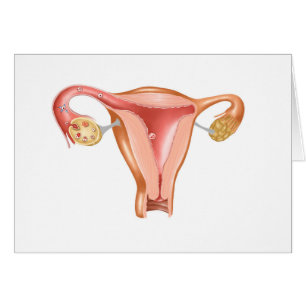 Anatomie van Vrouw Uterus 1