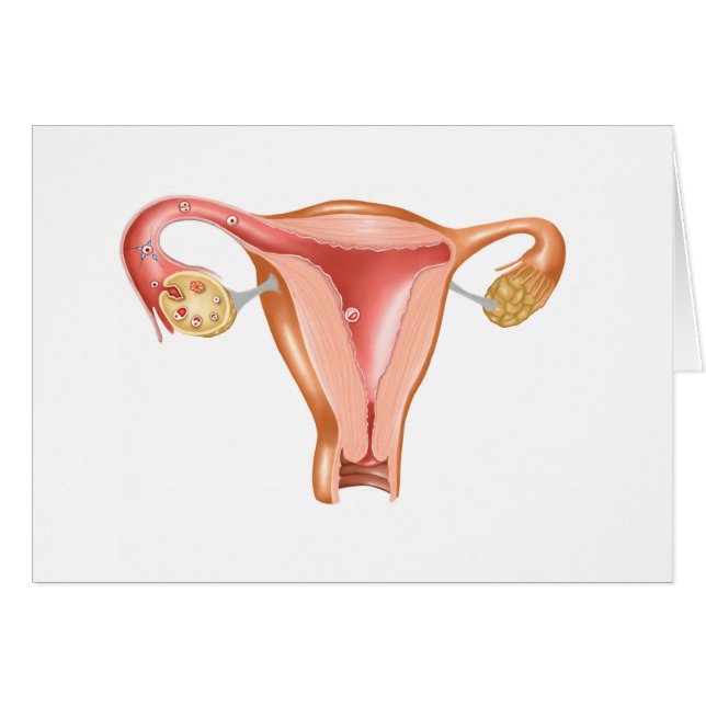 Anatomie van Vrouw Uterus 1 (Voorkant Horizontaal)