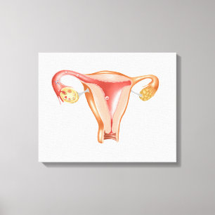 Anatomie van Vrouw Uterus 1 Canvas Afdruk