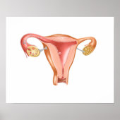 Anatomie van Vrouw Uterus 1 Poster (Voorkant)