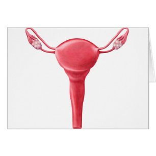 Anatomie van Vrouw Uterus 2
