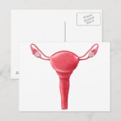 Anatomie van Vrouw Uterus 2 Briefkaart (Voorkant / Achterkant)