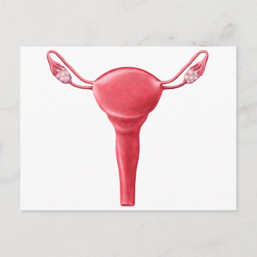 Anatomie van Vrouw Uterus 2 Briefkaart (Voorkant)