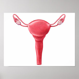 Anatomie van Vrouw Uterus 2 Poster